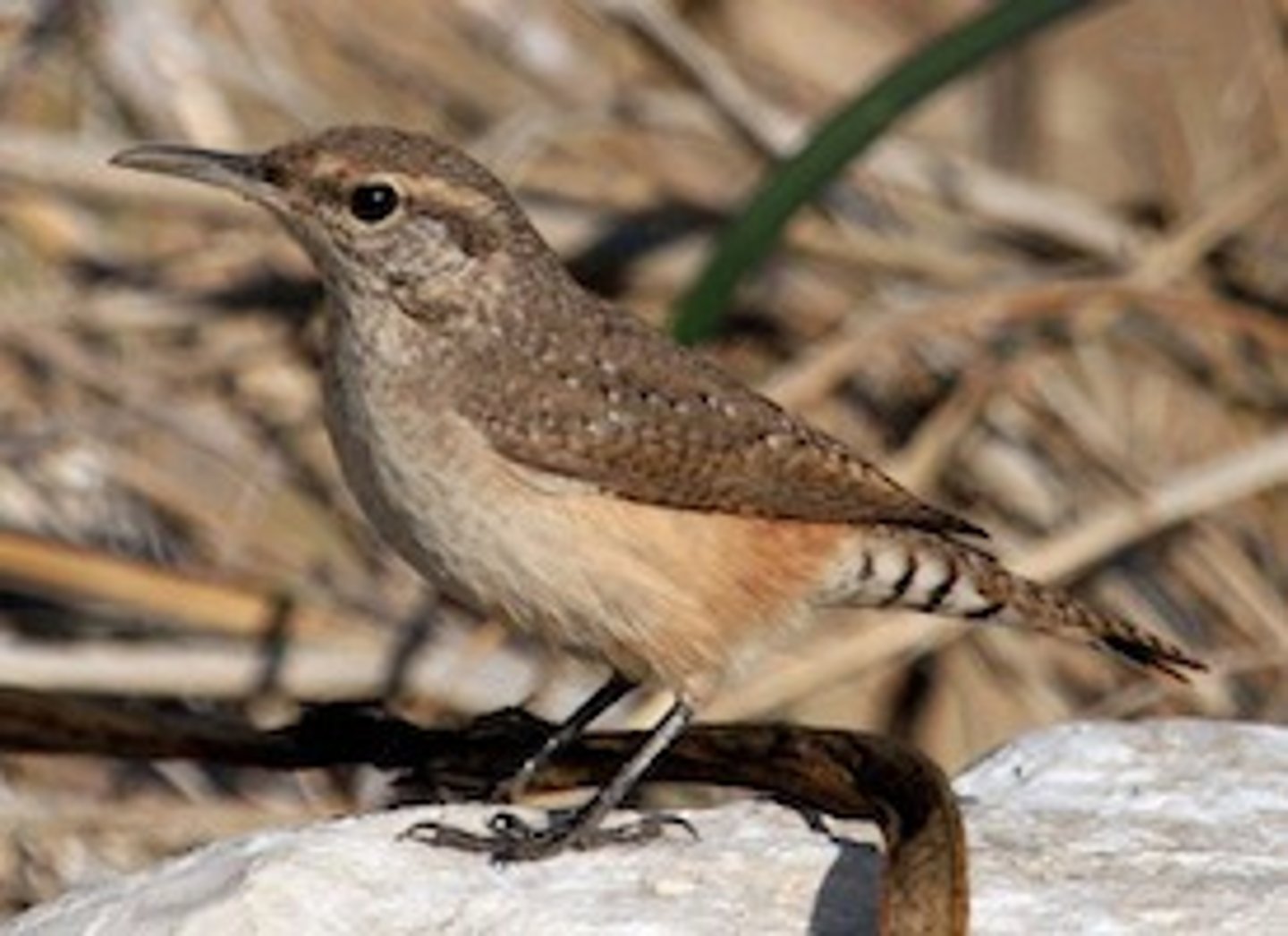 <p>Rock outcrops, especially in arid regions</p>