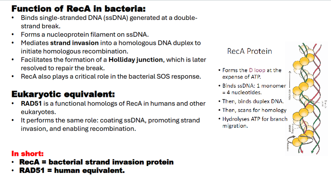 <ul><li><p>Binds single-stranded DNA (ssDNA) generated at a double-strand break</p></li><li><p>Forms a nucleoprotein filament on ssDNA</p></li><li><p>Mediates strand invasion into a homologous DNA duplex to initiate homologous recombination. (formation of D-loop)</p></li><li><p>Facilitates the formation of a Holliday junction, which is later resolved to repair the break</p></li></ul><ul><li><p>RecA also plays a critical role in the bacterial SOS response</p></li></ul><p></p>