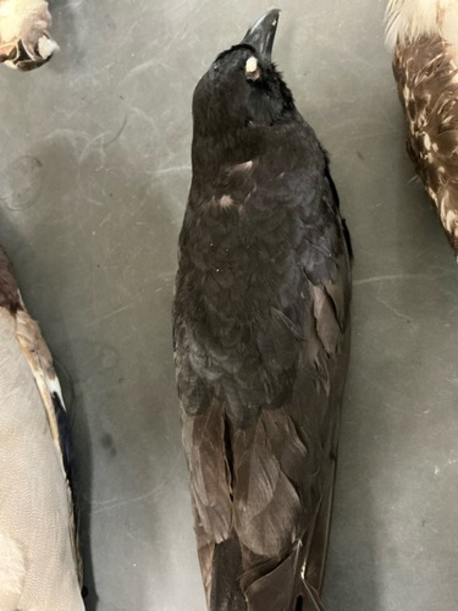 knowt flashcard image