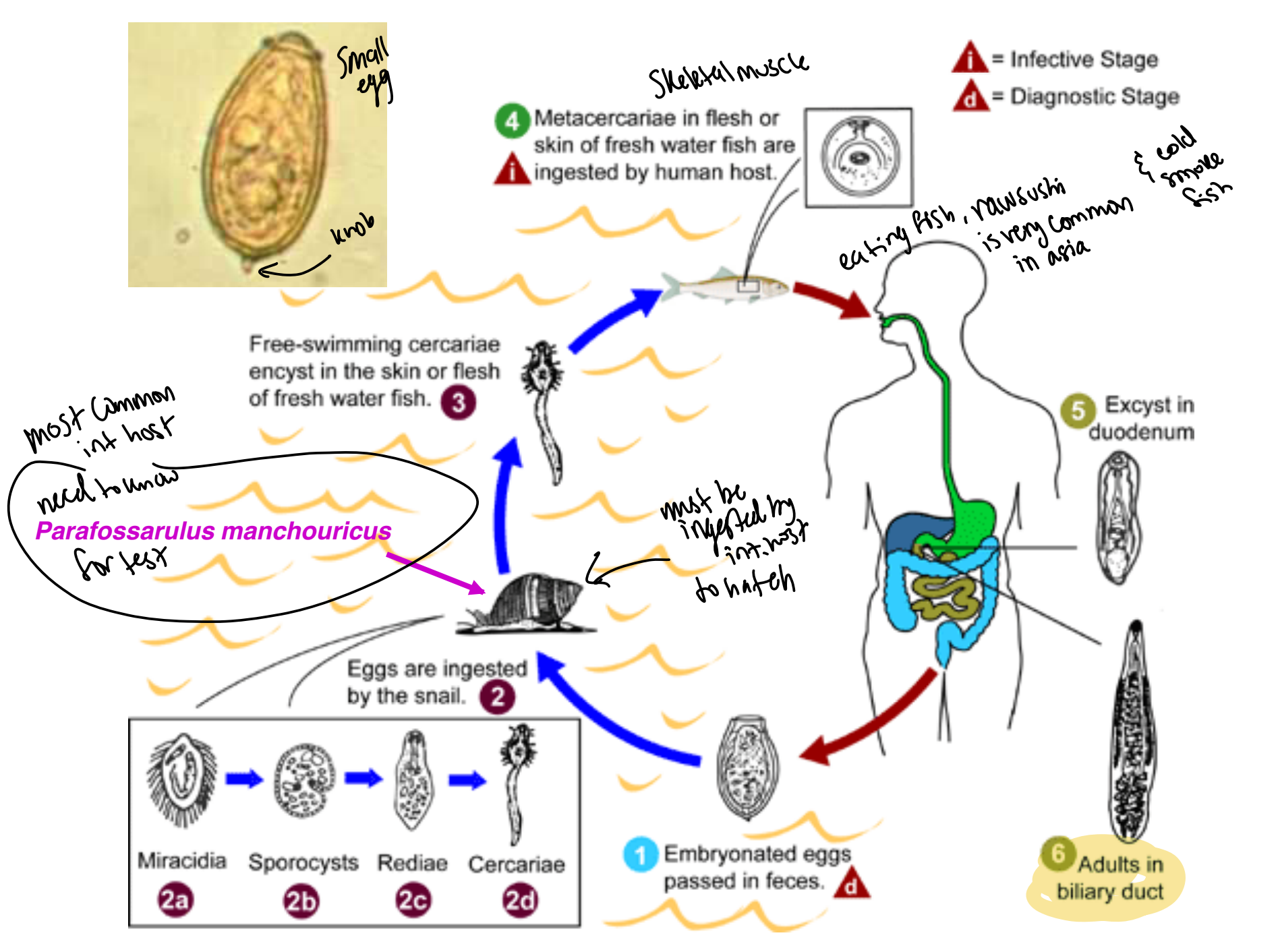 <ol><li><p>Human passes embryonated eggs through feces (diagnostic stage)</p></li><li><p>Eggs are ingested by the <em>Parafossarulus manchouricus</em> snail. Eggs must be ingested by intermediate host to hatch. Eggs release miracidia, which develops into sporocysts → Rediae → Cercariae</p></li><li><p>Cercariae exit snail host into water, where they penetrate flesh of fish and encyst as metacercariae.</p></li><li><p>Metacercariae in skeletal muscle of undercooked fish is ingested by definitive human host (infective stage)</p></li><li><p>After ingestion, metacercariae excyst in duodenum</p></li><li><p>Adults in biliary duct, repeat cycle</p></li></ol><p></p>