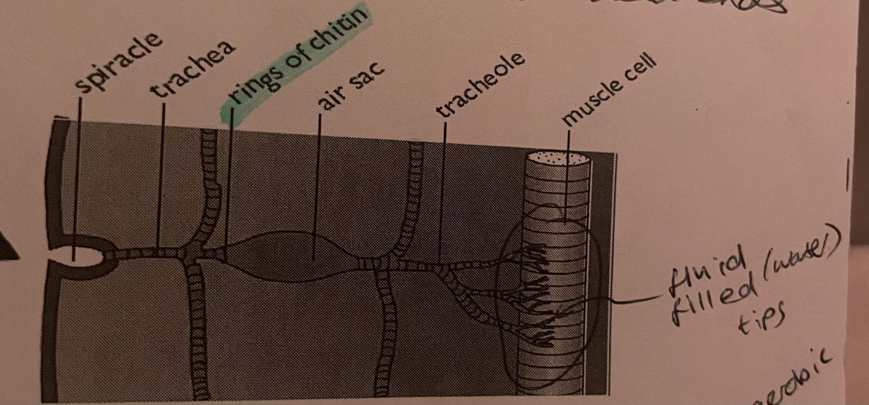 <p>why are tracheoles so efficient?</p>