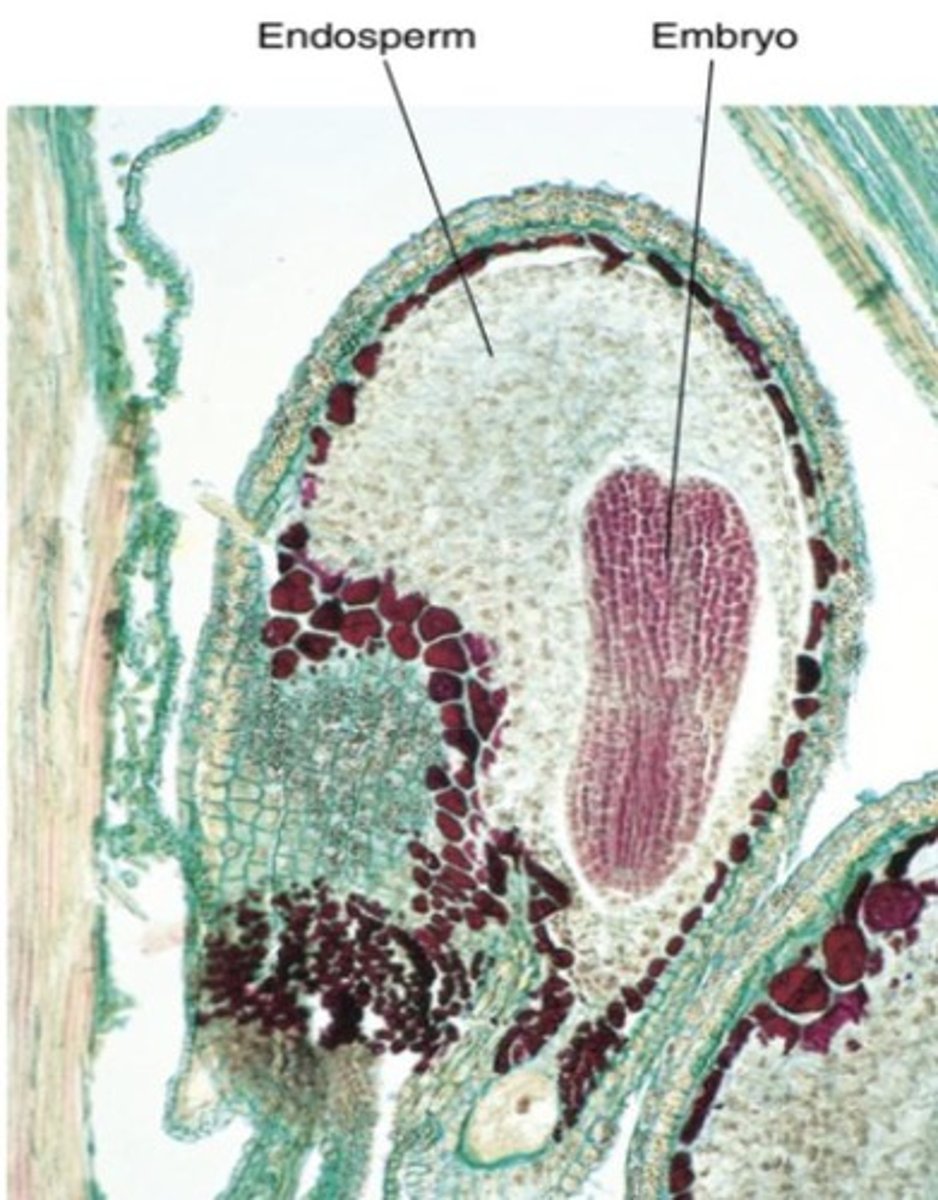 <p>Usually develops first before the embryo.</p>