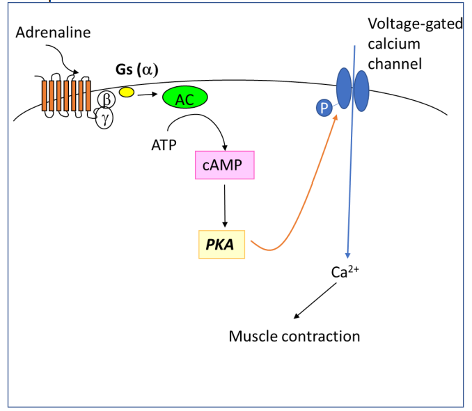 <p>Adrenaline activates the beta 1 GPCR. This causes a conformational change in the receptor. GTP replaces GDP bound to the G protein. This causes the alpha subunit of the Gs G protein to split from the beta-gamma subunit of the G protein. The alpha subunit activates adenylyl cyclase, which converts ATP to cAMP. cAMP activates protein kinase A, which phosphorylates voltage-gated calcium channels in the cell membrane. The influx of calcium is increased, which leads to stronger muscle contraction</p>