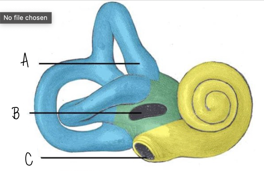 <p>Name the structure of the inner ear labeled A</p>