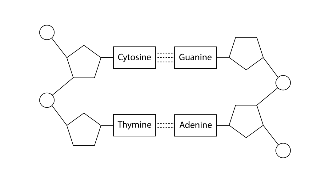 <p>DNA as a double helix</p>