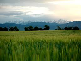 <p>n.大草原</p><p>The ＿＿＿ is home to many species of grassland birds.	</p><p>大草原是許多草原鳥類的棲息地。</p>