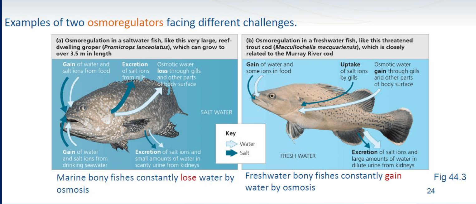 <p>Freshwater fish cope with osmotic challenges by absorbing water through their skin and gills, producing large volumes of dilute urine to excrete excess water while actively reabsorbing salts.</p>