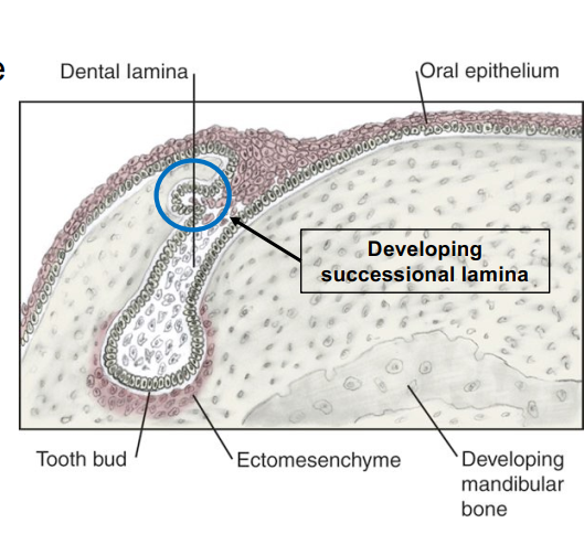 <p>Precursor tissue for the formation of tooth buds of <strong>permanent teeth</strong></p><ul><li><p>Initiated between 10th week and 10th month after birth.</p><ul><li><p>Perm molars → 20th week in utero for M1; 5th year of life for M3</p></li></ul></li><li><p>Successional lamina is lingual to the dental lamina of primary teeth.</p></li></ul><p></p>