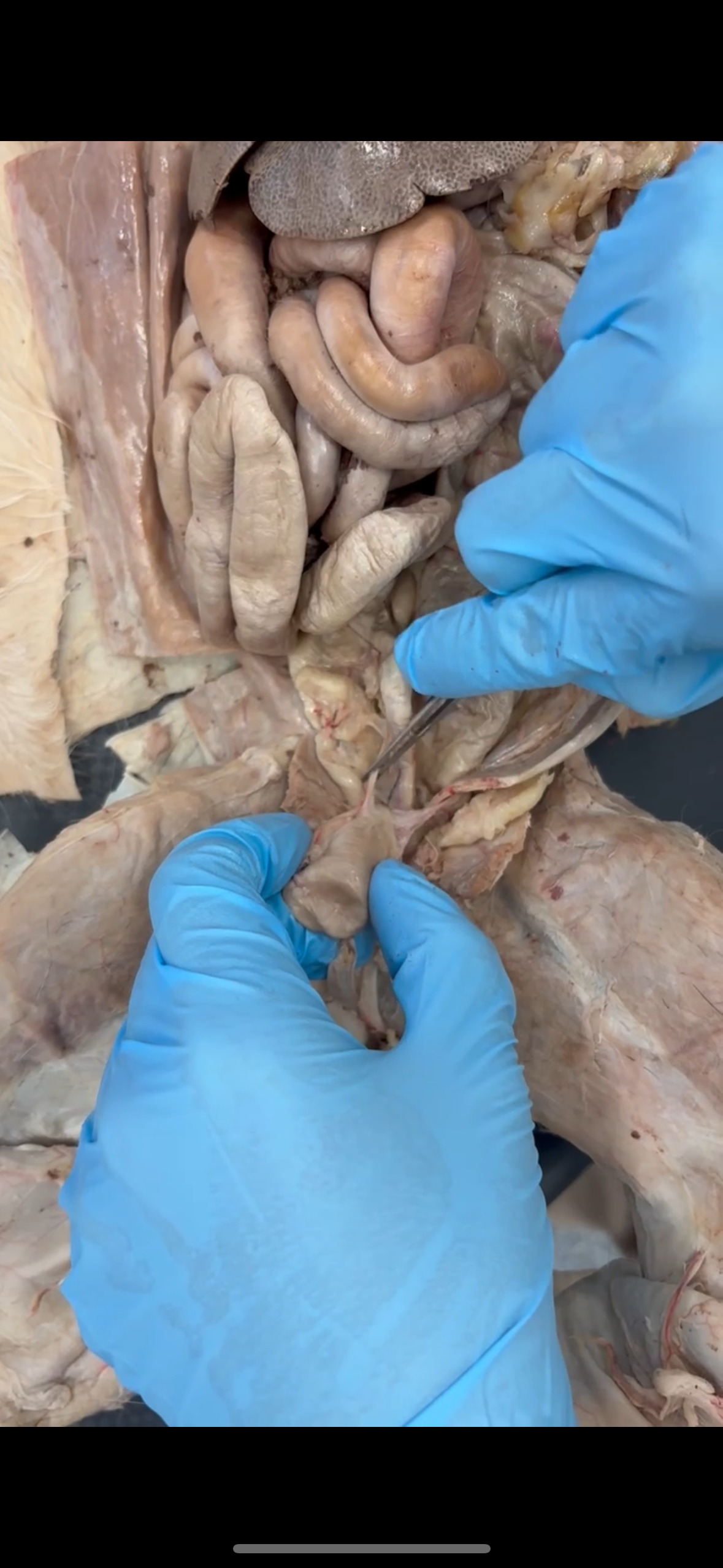 <p>Pinched by probe (female cat)</p>