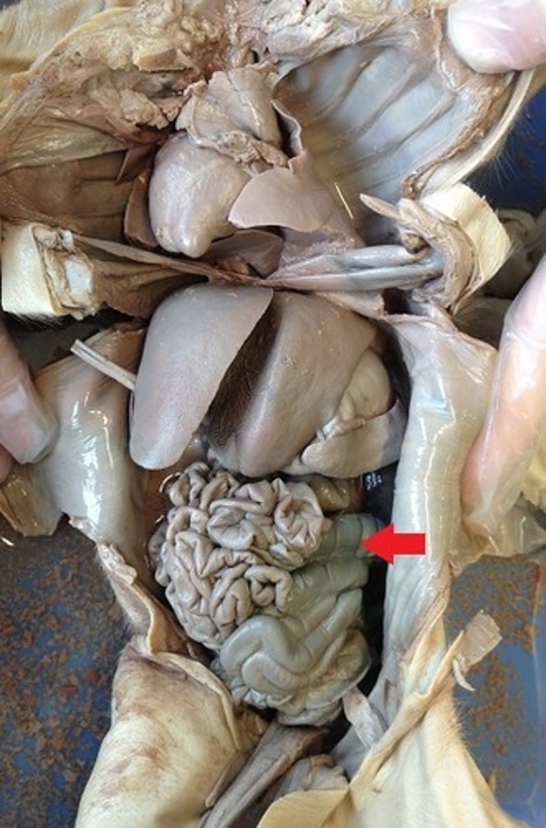 <p>last section of the digestive system, where water is absorbed from food and the remaining material is eliminated from the body</p>