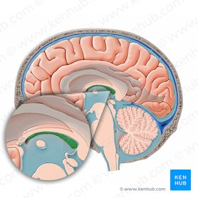<p>Är en vävnad i tredje, fjärde och de laterala hjärnventriklarna som producerar cerebrospinalvätska. Liknar blod-hjärn-barriären</p>