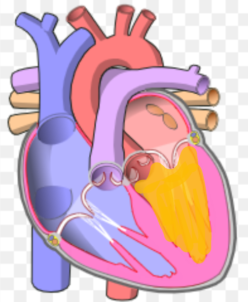 <p>What is the name the highlighted portion of the heart?</p>