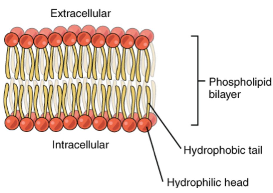 <p>Composed of hydrophobic tails and hydrophilic heads, making it selectively permeable.</p>