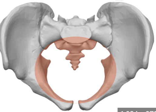 <p>Pelvic Inlet </p><p>Pelvic Outlet</p>