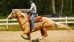<p><strong>gallop</strong> </p>