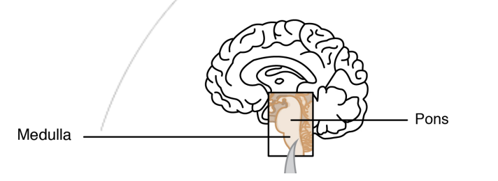 <p>Respiratory muscles are skeletal (voluntary) muscles.</p><p>However, their contractions are controlled within the respiratory centre of the brain stem.</p><ul><li><p>Medulla oblongata &amp; pons</p></li></ul><p></p>