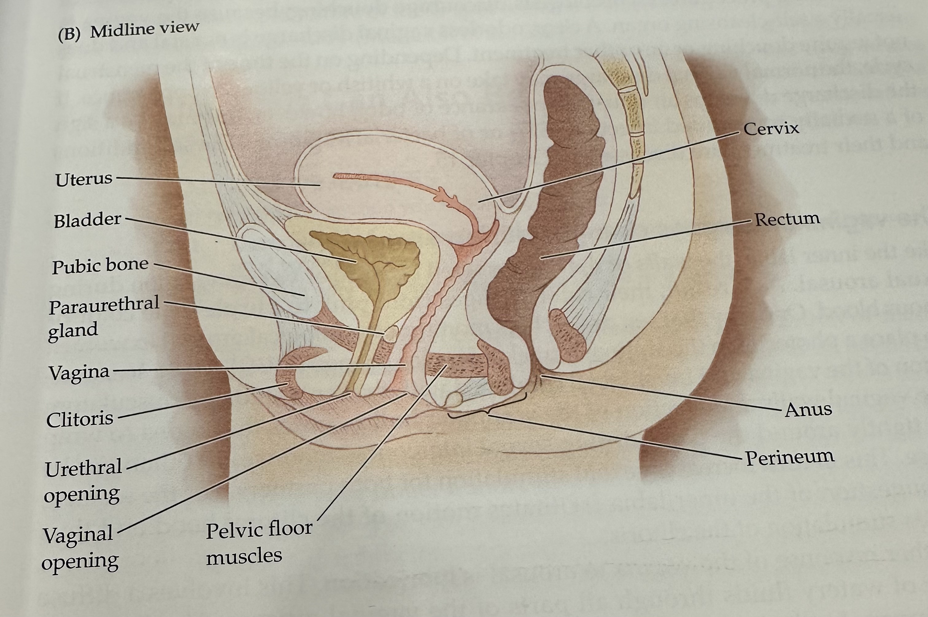 <p>A gland located near the urethra that secretes fluid to help lubricate the urethral opening.</p>
