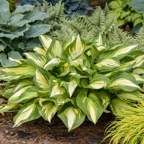 <p>A shade-loving plant with broad, often variegated leaves and tall spikes of white or purple flowers.</p><p>-big daddy- puckered</p><p></p>