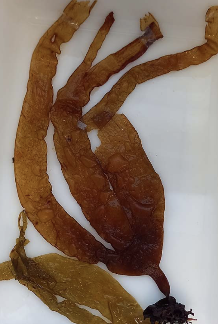 <p>Identificar la alga</p>
