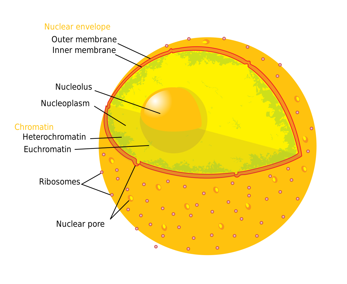 <ul><li><p>contains genes in eukaryotes (additional genes in mitochondria &amp; chloroplasts)</p></li><li><p>surrounded by DOUBLE MEMBRANE separated by 20-40 nm space</p></li><li><p>nuclear pores lined by proteins (nuclear pore complex) → regulates passage of molecules in &amp; out</p></li><li><p>nuclear side of envelope lined by network of protein filaments (nuclear lamina) → maintains shape</p></li><li><p>chromatin fibers - DNA + histone proteins</p><ul><li><p>wraps into chromosomes (more tightly packed form) during cell division</p></li></ul></li><li><p>nucleolus → site of ribosome (rRNA) production</p></li></ul>