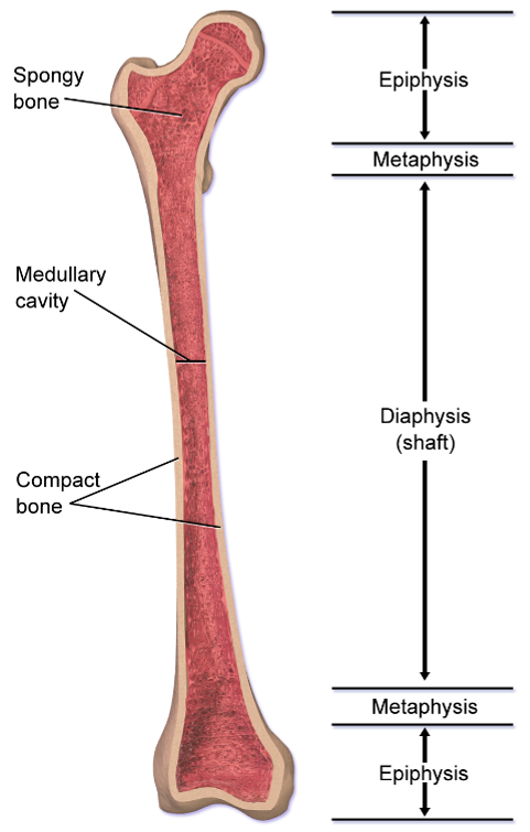 <p>Long bones have several distinct features including being longer than they are wide, having an epiphysis at both ends, having a surface of compact bone and a marrow containing interior of spongy bone, and both ends being covered with hyaline cartilage.</p>