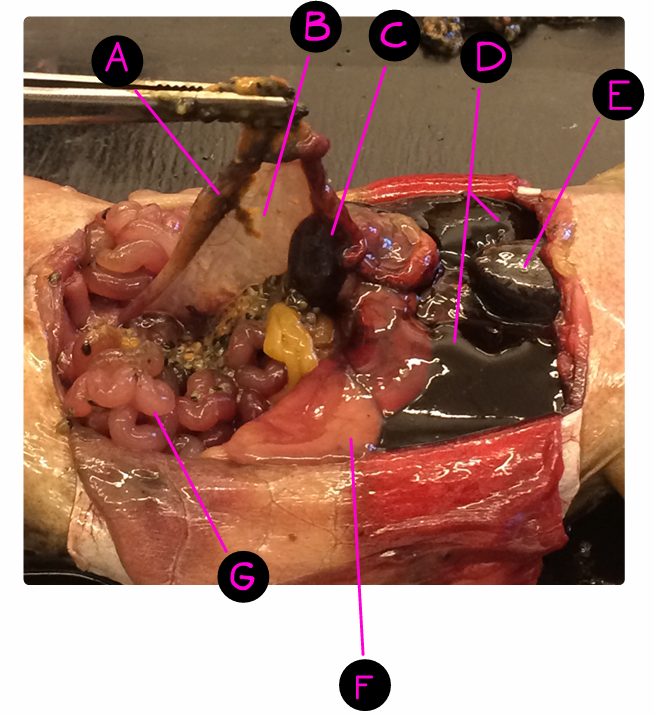 <p>Where are the intestines?</p>
