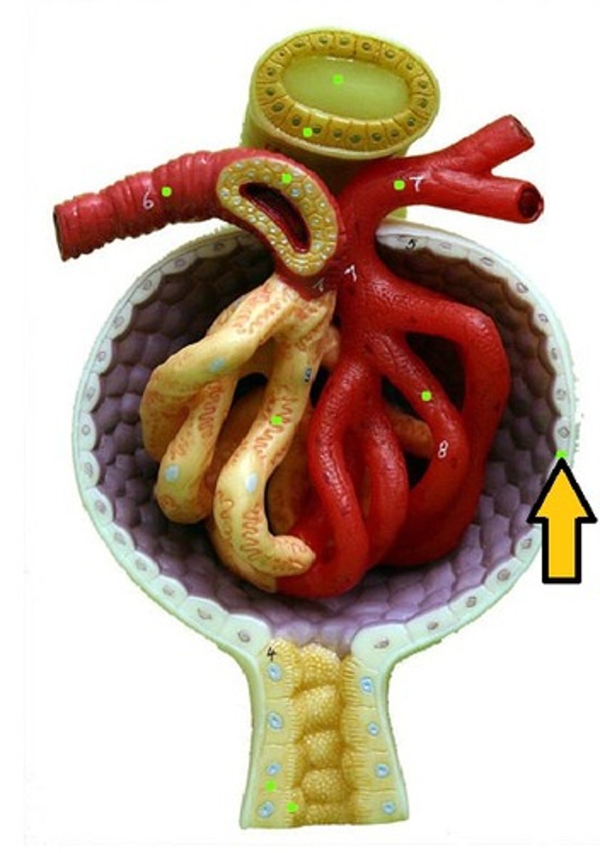 <p>cup-shaped strucutre of the nephron of a kidney which encloses the glomerulus and which filtration takes place.</p>