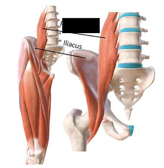 <p>A long muscle originating from the lumbar vertebrae and inserting into the lesser trochanter of the femur.</p>
