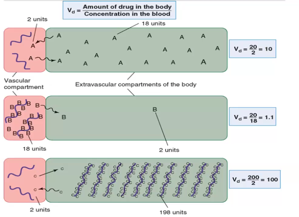 <p>Vd = D/ Cp</p><ul><li><p>High Vd means the drug is mostly in the extravascular compartments</p></li><li><p>Low Vd means the drug is mostly in the vascular compartment, likely tightly bound to plasma proteins</p></li></ul><p></p>