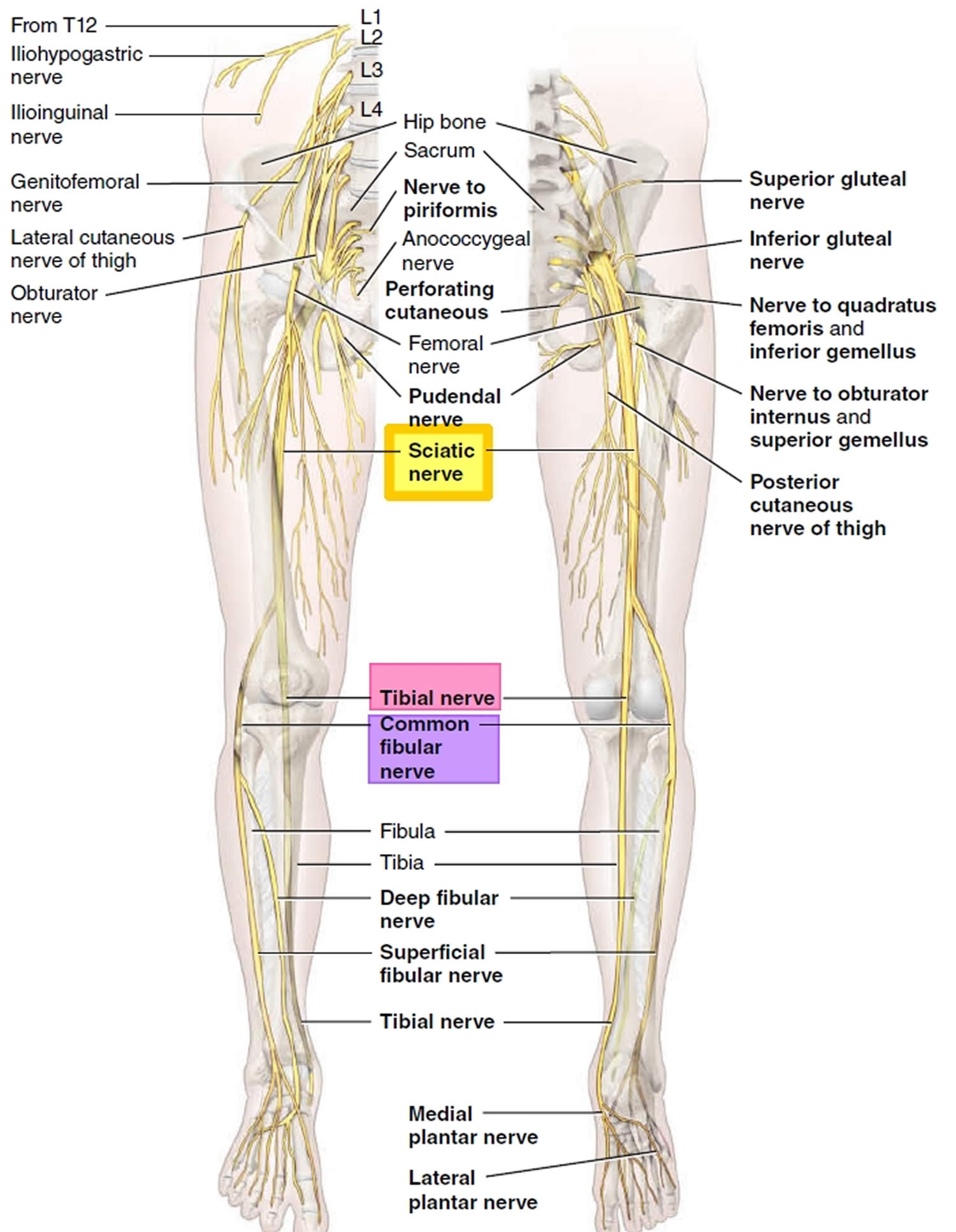 <p>Largest nerve โก in body exits below piriformis โ runs deep to G. maximus โ posterior thigh. Splits into tibial & common fibular branches. ๐ Bright yellow cord mid-thigh. ๐ก "Big yellow highway."</p>