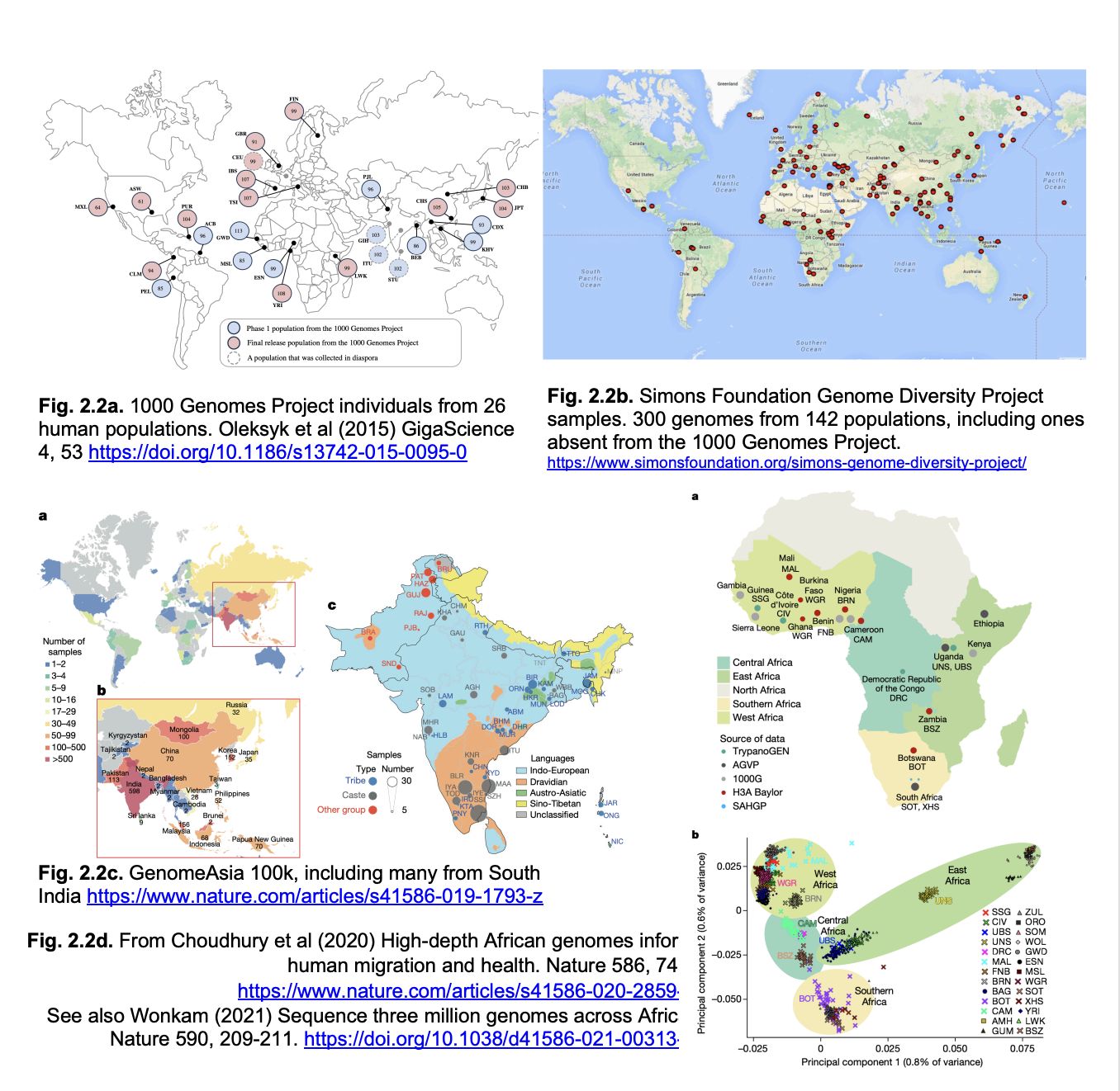 <ul><li><p><strong>over-representation</strong>&nbsp;of white/European genomes</p></li><li><p>misses the full range of human genetic variation</p><ul><li><p><strong>especially in Africa</strong>&nbsp;where modern humans originated</p></li><li><p>and where genetic diversity is<strong> highest</strong></p></li></ul></li></ul><p></p>