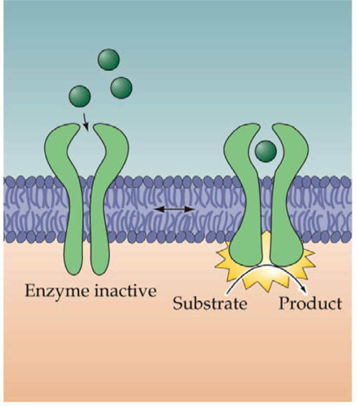 <ul><li><p>neurotrophin receptors</p></li><li><p>when receptor binds it activates an enzyme (protein kinase → phosphorylates other proteins)</p></li><li><p>intracellular</p></li></ul><p></p>