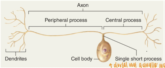 <ul><li><p>single short cell process extends directly from the cell and looks like a T as a result of the fusion of two processes into one long axon</p></li><li><p>99% fo sensory (afferent) neurons</p></li><li><p>dorsal root ganglia: many of these cell bodies</p></li></ul><p></p>