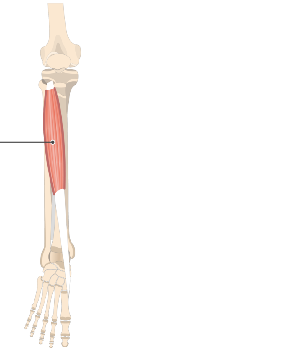 <p></p><p>origin: tibia and fibula</p><p>insertion: tarsals and metatarsals</p>