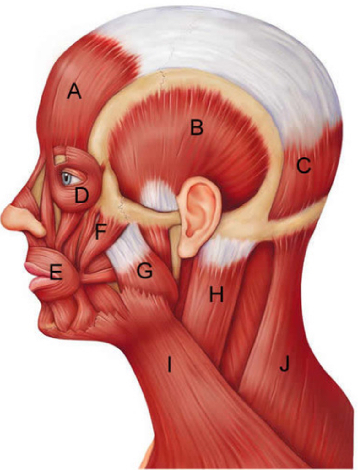 <p>What is A-C known as</p>