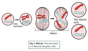 <p>after DNA synthesis </p><p>produces 2 identical ‘daughter’ cells </p>