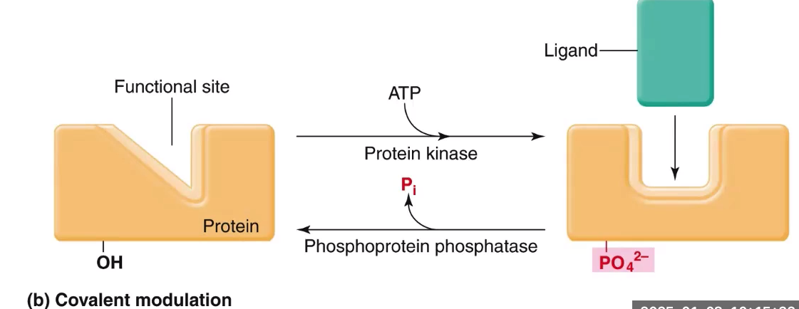 <p>Protein kinase phosphorylates, or phosphoprotein phosphatase dephosphorylates protein and changes the affinity</p>
