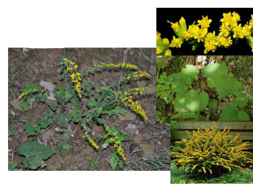 -round leaves with teeth