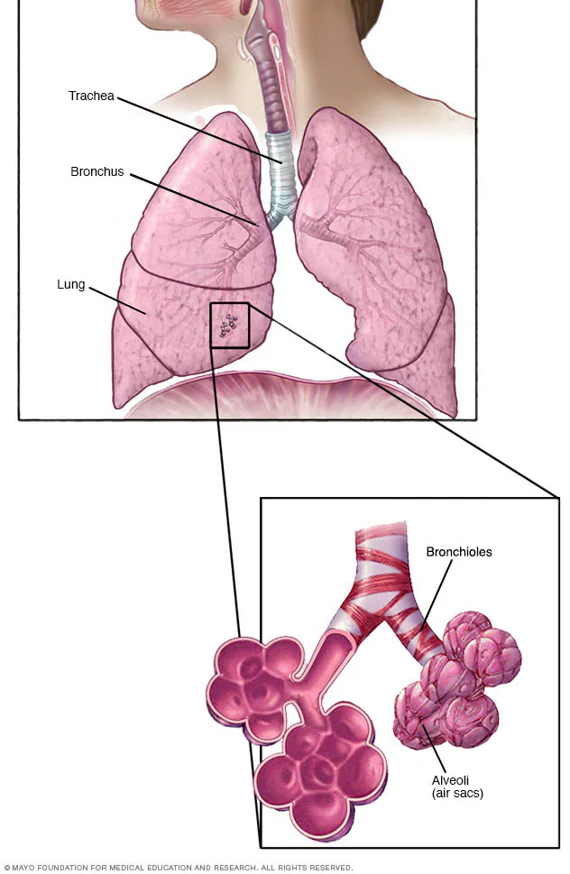 <p>tiny dead-end sacs within the vertebrate lungs that act as sites for gas exchange between the blood and lungs</p>