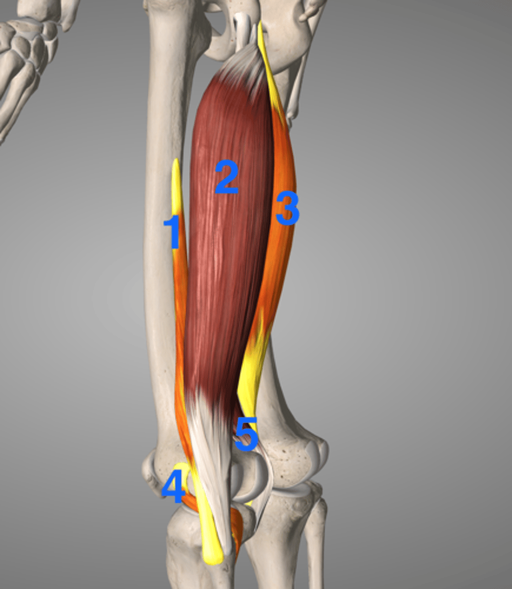 <p>O: coracoid process of scapula</p><p>I: bicipital tuberosity of radius</p><p>A: Flexion of elbow, supination of forearm, flexion of shoulder</p><p>N: Musculocutaneous</p>