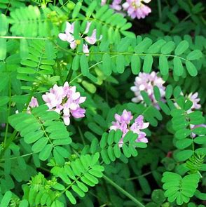 <p>annual; green manure; tolerant of soil acidity, but have a high phosphorous requirement</p>