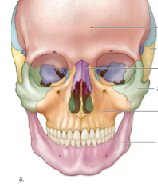 <p>Name the bone:</p>