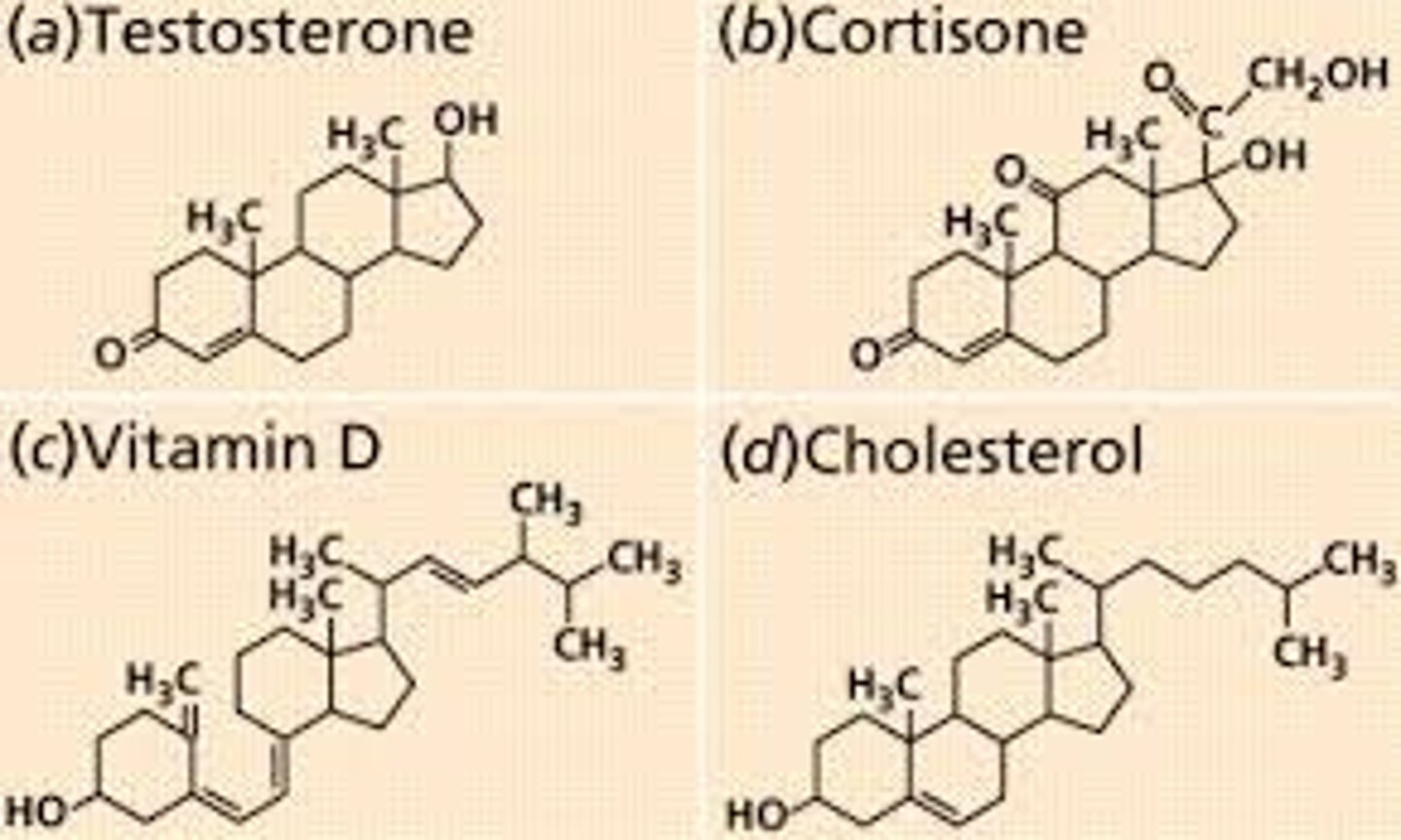<p>An interlocking 4 ring structure including cholestrol, vitamin D, steriod hormones (estrogen, testosterone, cortisol) and bile salts.</p>