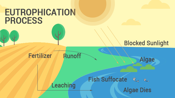 <p><span>the process where a water body, like a lake or river, becomes overly enriched with nutrients, primarily phosphorus and nitrogen. This excess nutrient loading leads to excessive growth of algae and aquatic plants, followed by the decomposition of these organisms, which depletes dissolved oxygen in the water</span></p>