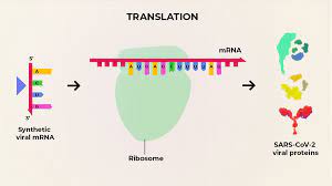 <p>What is this type of RNA called</p>