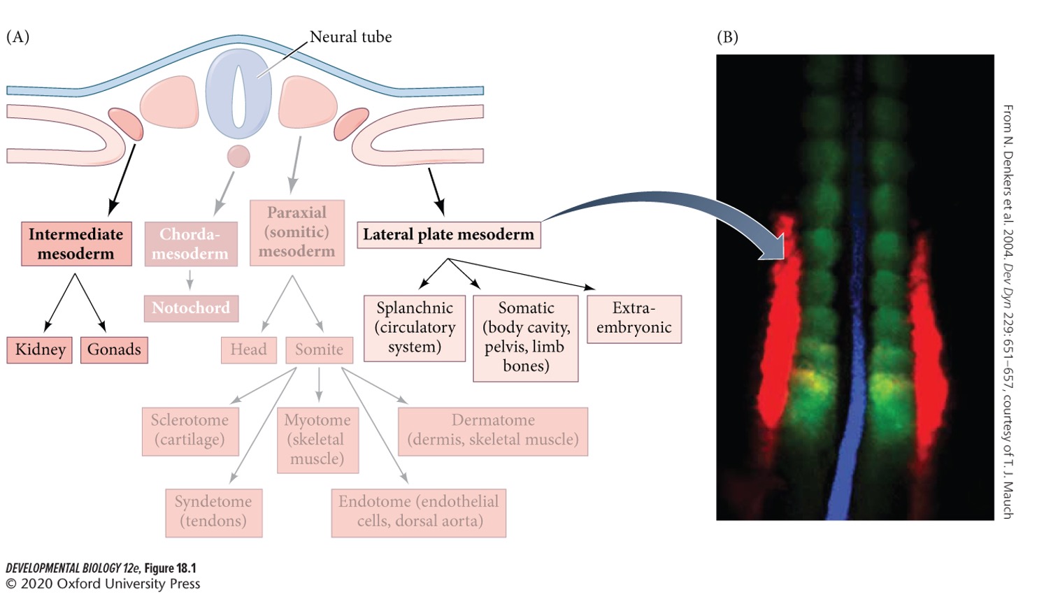 Forms the urogenital system (kidneys, gonads, and associated duct systems).