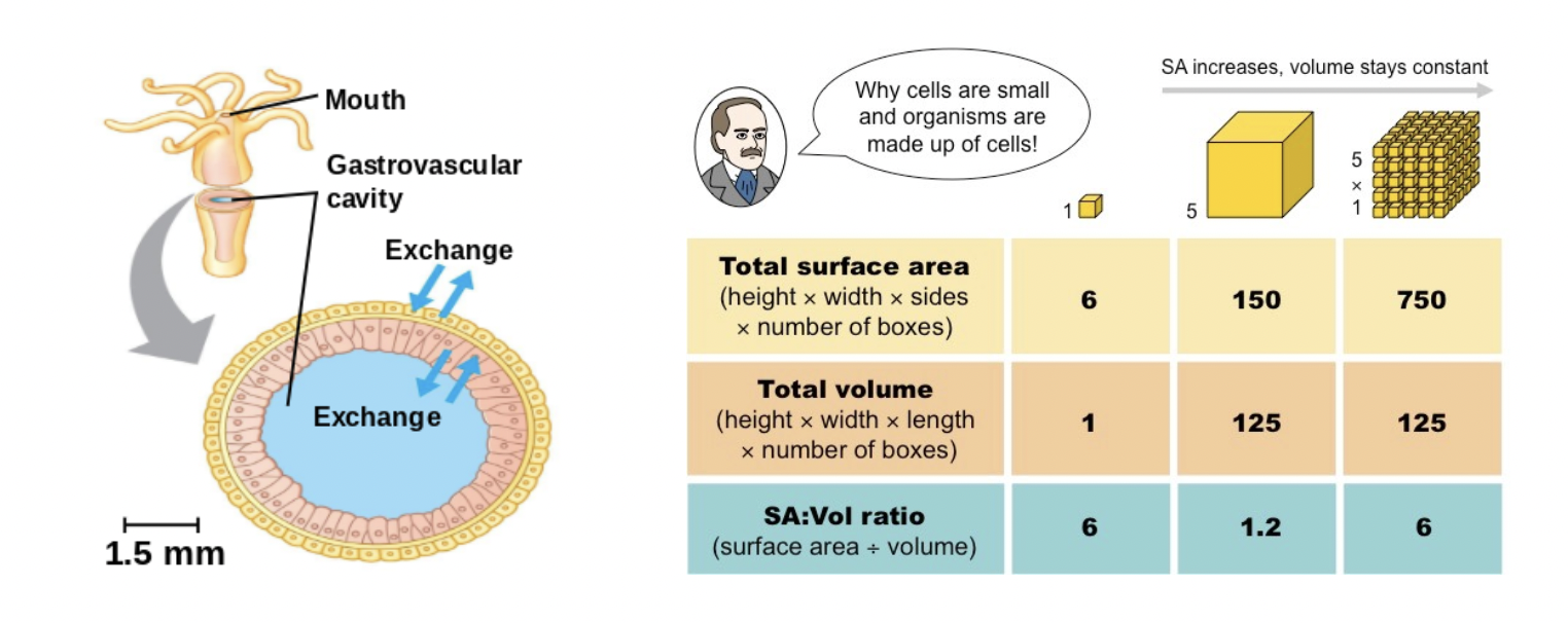 <p><span style="background-color: transparent; font-family: &quot;Proxima Nova&quot;, sans-serif;"><strong>Multicellular organisms</strong> maintain large volumes by increasing their surface area with <u>many individual cells</u>. Divide and conquer!</span></p>