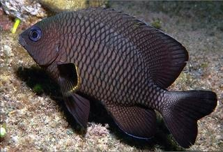 <p><span><span>juvenile or adult?</span></span></p>