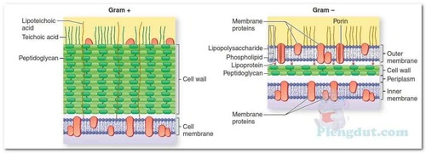 <p>(D) II &lt; III &lt; I</p><p>The following are the layers of a bacteria from inside to outside: Plasma Membrane &lt; Cell Wall &lt; Slime Layer/Capsule.</p>