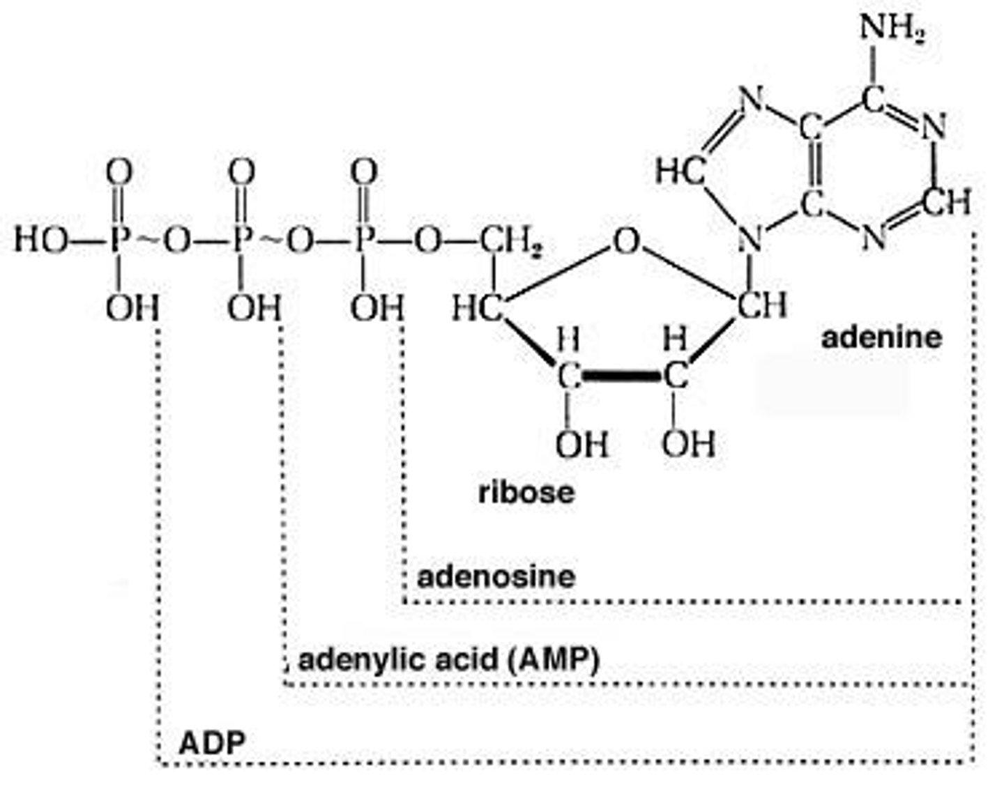 <p>ΔH° ~ -29 kJ/mol (at pH 7)</p>